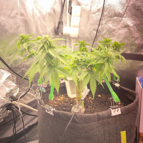 Screwdriver OG growlog timeline photo