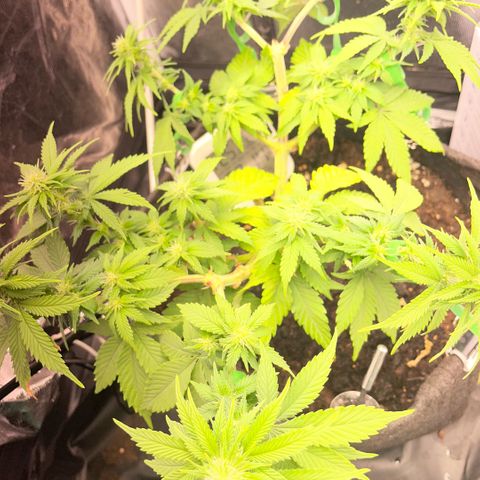 Screwdriver OG growlog timeline photo
