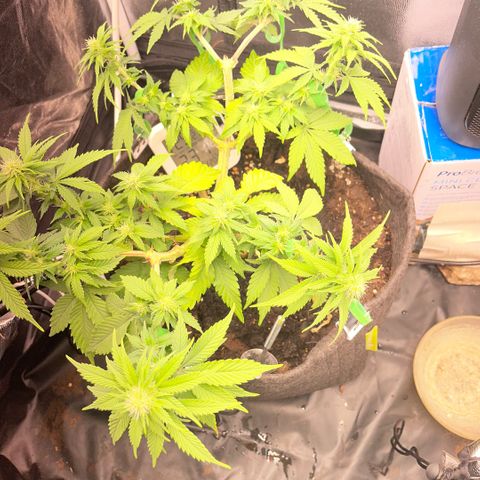 Screwdriver OG growlog timeline photo