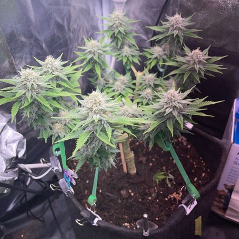 Screwdriver OG growlog timeline photo