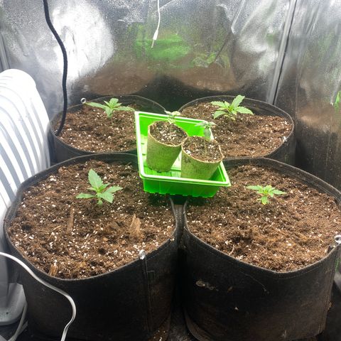 Auto Lemon Kix growlog timeline photo