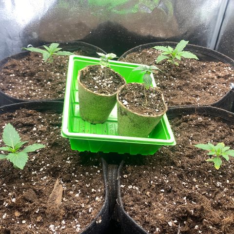 Auto Lemon Kix growlog timeline photo