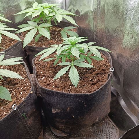 Auto Lemon Kix growlog timeline photo