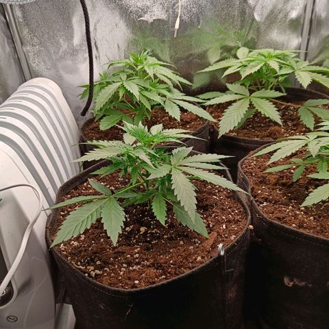 Auto Lemon Kix growlog timeline photo