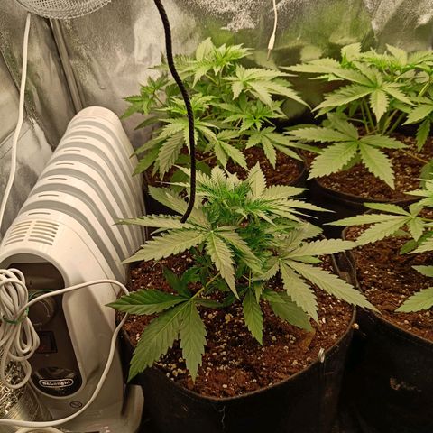 Auto Lemon Kix growlog timeline photo