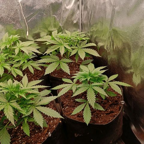 Auto Lemon Kix growlog timeline photo
