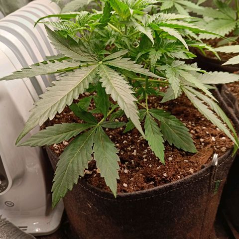 Auto Lemon Kix growlog timeline photo