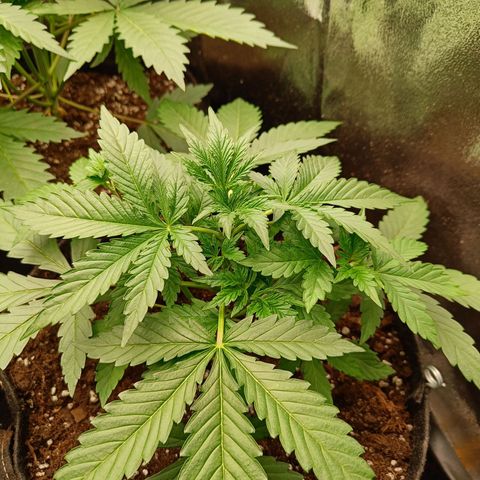 Auto Lemon Kix growlog timeline photo