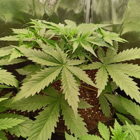 Auto Lemon Kix growlog timeline photo