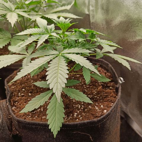 Auto Lemon Kix growlog timeline photo