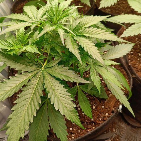 Auto Lemon Kix growlog timeline photo