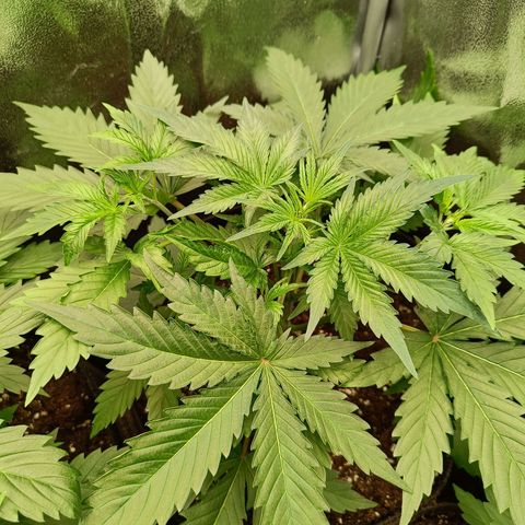 Auto Lemon Kix growlog timeline photo