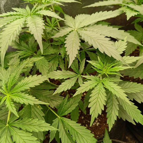 Auto Lemon Kix growlog timeline photo