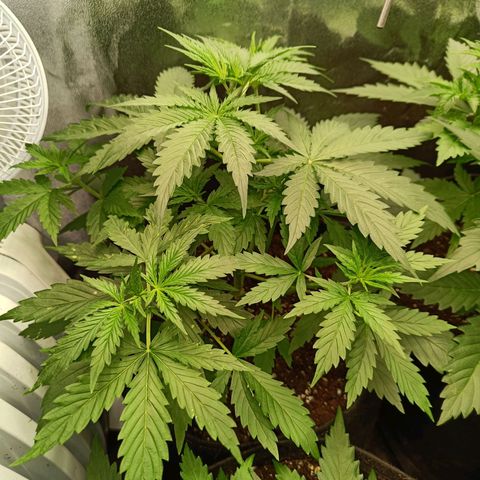 Auto Lemon Kix growlog timeline photo