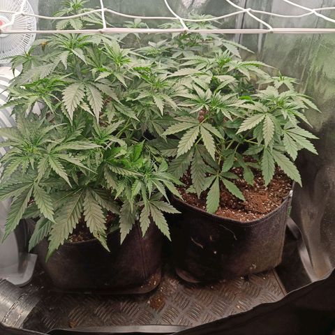 Auto Lemon Kix growlog timeline photo