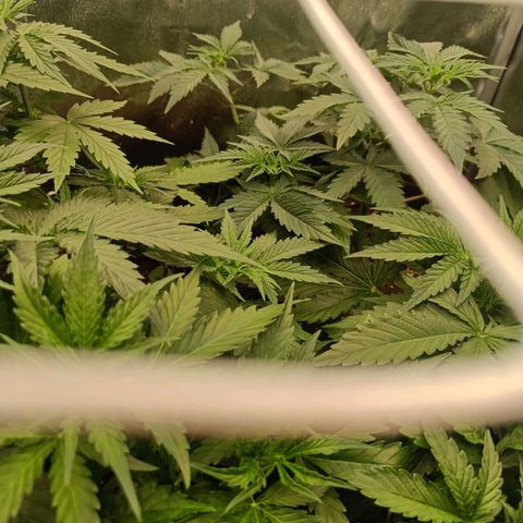 Auto Lemon Kix growlog timeline photo