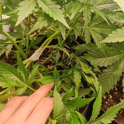Auto Lemon Kix growlog timeline photo