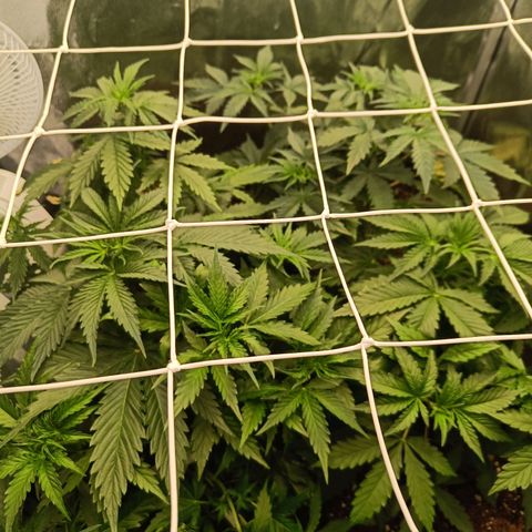 Auto Lemon Kix growlog timeline photo