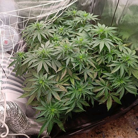 Auto Lemon Kix growlog timeline photo