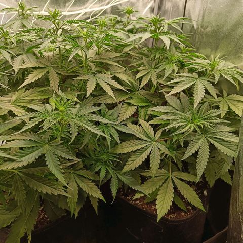 Auto Lemon Kix growlog timeline photo