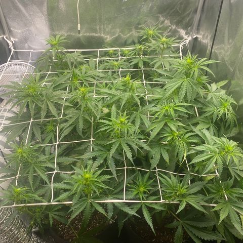 Auto Lemon Kix growlog timeline photo