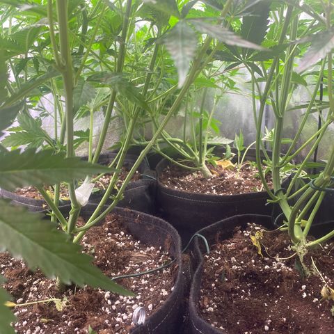 Auto Lemon Kix growlog timeline photo