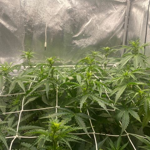 Auto Lemon Kix growlog timeline photo