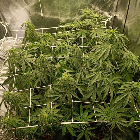 Auto Lemon Kix growlog timeline photo