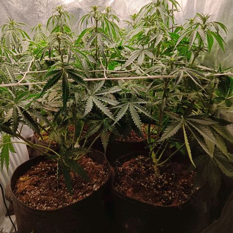 Auto Lemon Kix growlog timeline photo