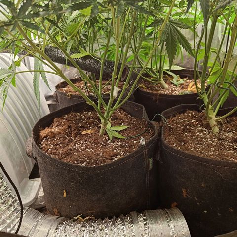 Auto Lemon Kix growlog timeline photo