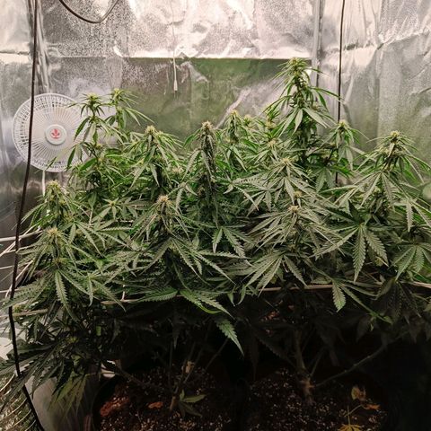 Auto Lemon Kix growlog timeline photo