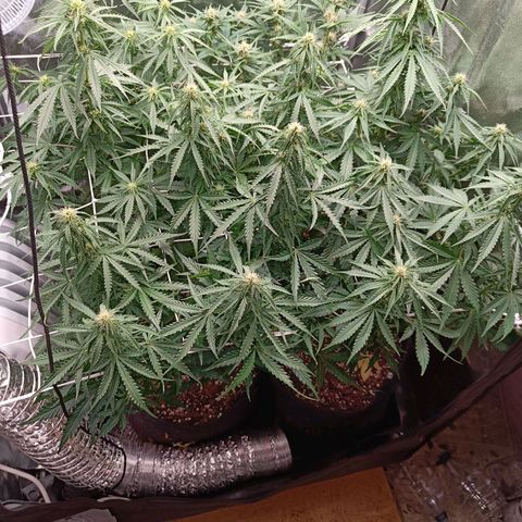Auto Lemon Kix growlog timeline photo