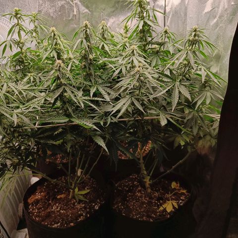Auto Lemon Kix growlog timeline photo