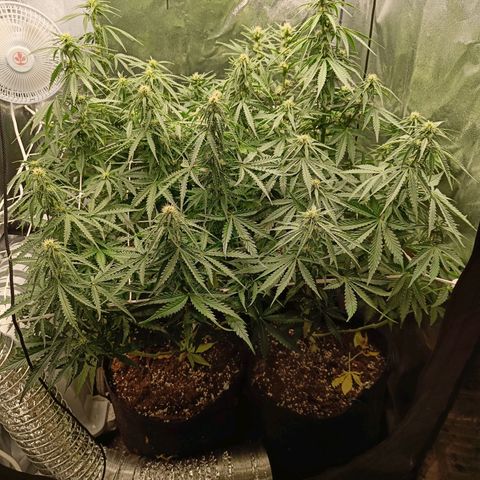 Auto Lemon Kix growlog timeline photo