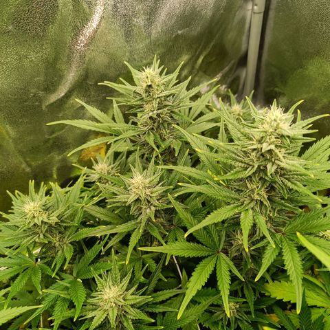 Auto Lemon Kix growlog timeline photo