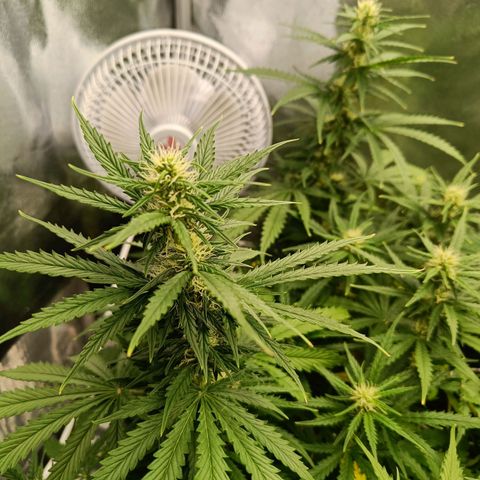 Auto Lemon Kix growlog timeline photo