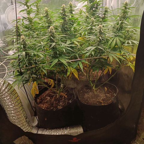 Auto Lemon Kix growlog timeline photo