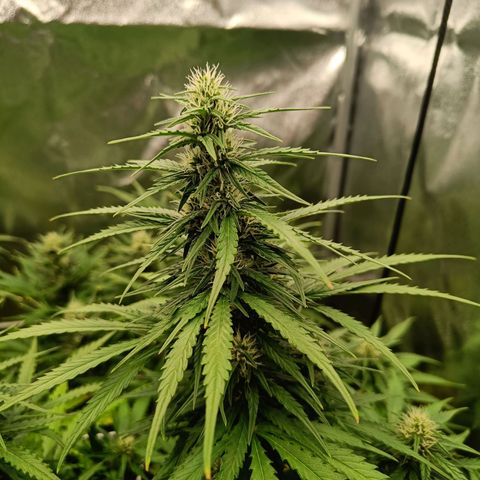 Auto Lemon Kix growlog timeline photo