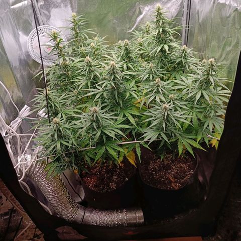Auto Lemon Kix growlog timeline photo