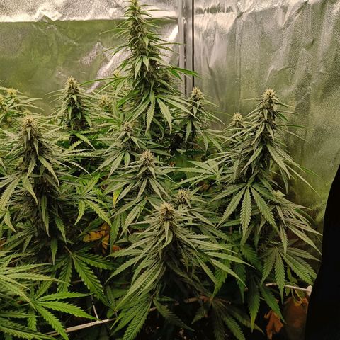 Auto Lemon Kix growlog timeline photo