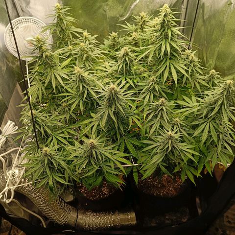 Auto Lemon Kix growlog timeline photo