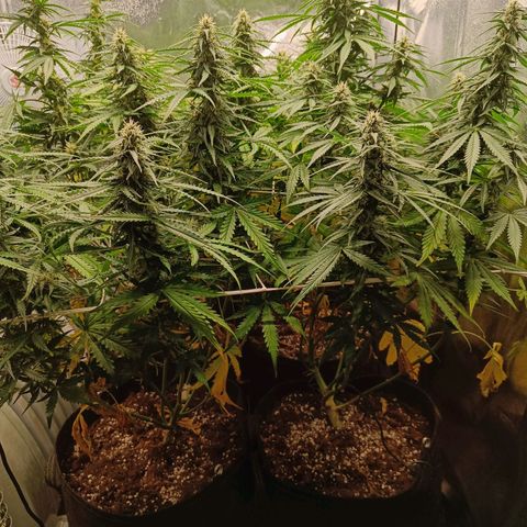 Auto Lemon Kix growlog timeline photo