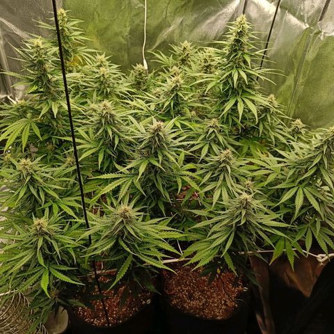 Auto Lemon Kix growlog timeline photo