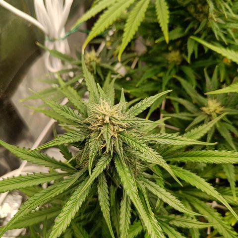 Auto Lemon Kix growlog timeline photo
