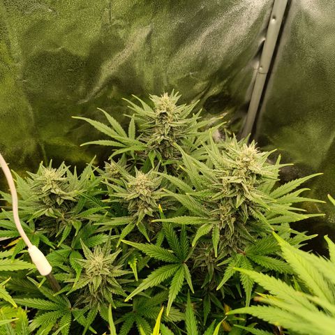 Auto Lemon Kix growlog timeline photo
