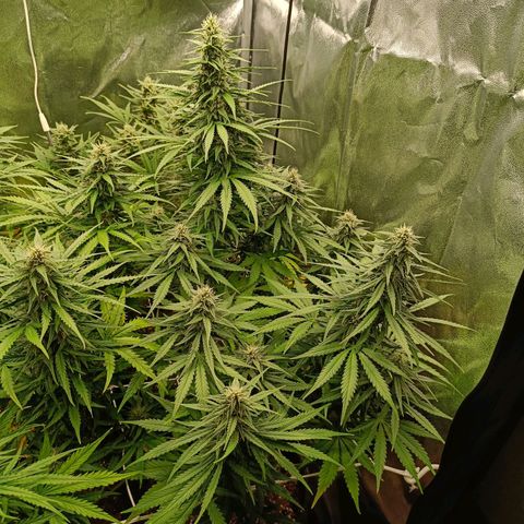 Auto Lemon Kix growlog timeline photo