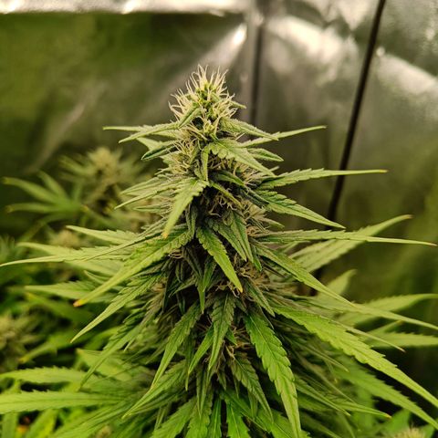 Auto Lemon Kix growlog timeline photo