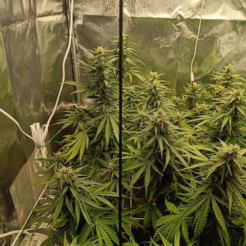 Auto Lemon Kix growlog timeline photo