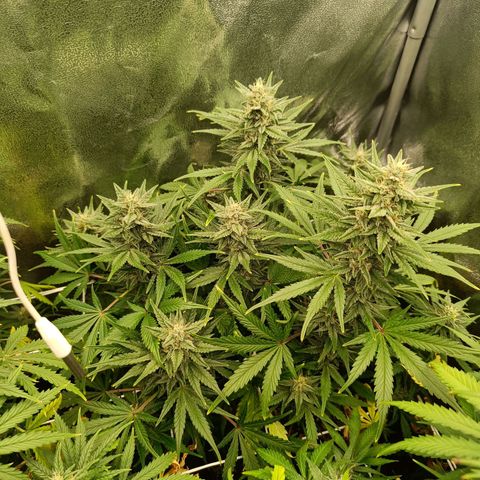 Auto Lemon Kix growlog timeline photo