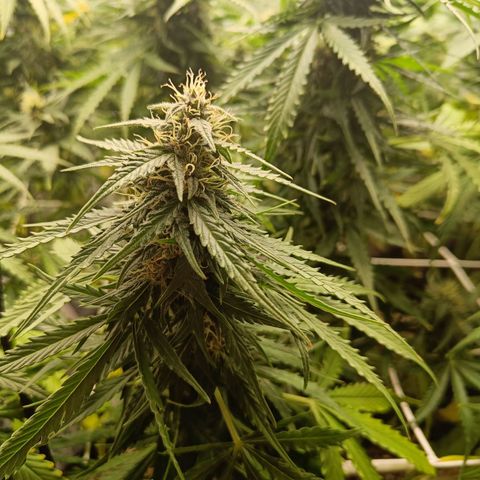 Auto Lemon Kix growlog timeline photo